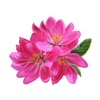 Flower red apple paradise spring. Isolated. Vector illustration.