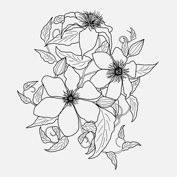 Квітковий клематис, малюнок олівцем, ескіз, Векторні ілюстрації — стоковий вектор