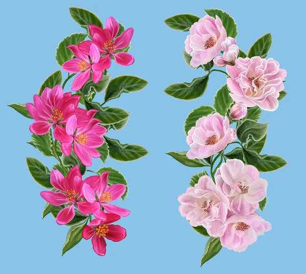 Preparado. A composição dos ramos da flor de maçã. Floração de primavera. Flores vermelhas e rosa de maçã. Isolados . — Fotografia de Stock