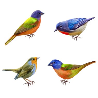 Ayarlayın. Parlak minik kuşlar. İzole.