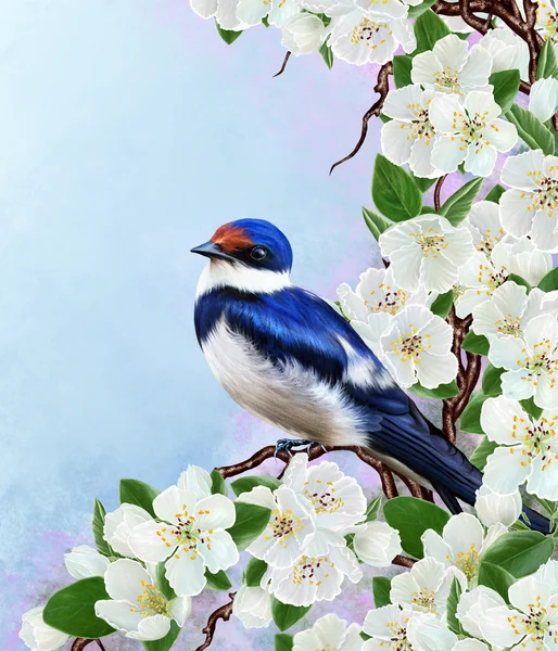 Blue Swallow on a branch of a blossoming tree. Spring flowering. White flowers. — Stock Photo, Image