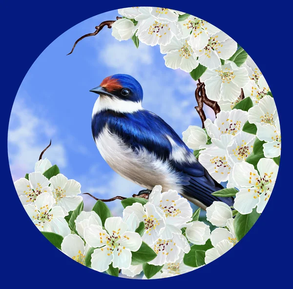 Golondrina azul en una rama de un árbol en flor. Floración de primavera. Flor blanca. Forma redonda, círculo —  Fotos de Stock