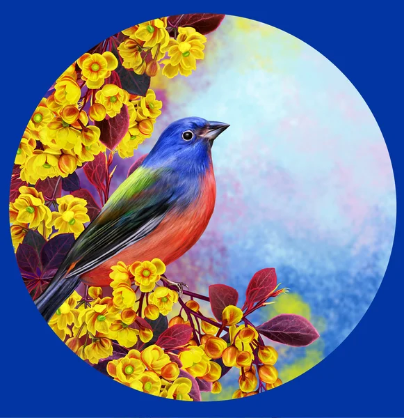 Blauwe vogel op een tak van een bloeiend geel Berberisfamilie in een cirkel. Ronde vorm. Voorjaar bloeiende — Stockfoto