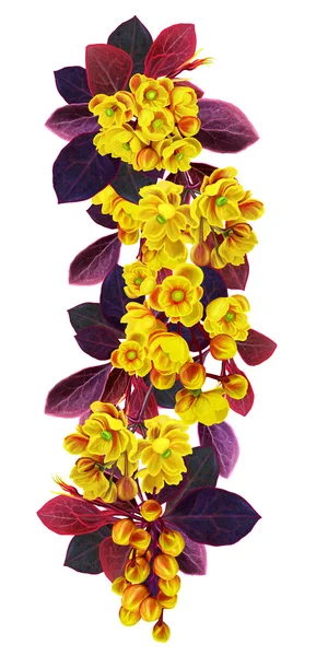 La branche de l'épine-vinette en fleurs. Isolé. Floraison printanière. Fleurs jaunes . — Photo