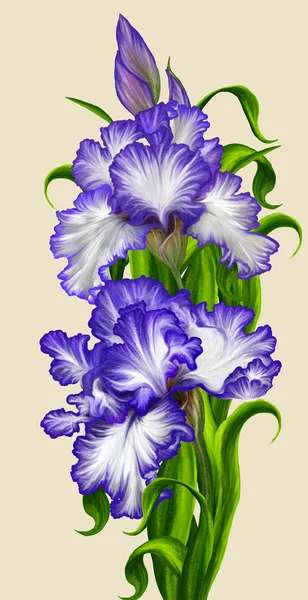Фіолетова райдужка ізольована. Квітковий фон . — стокове фото