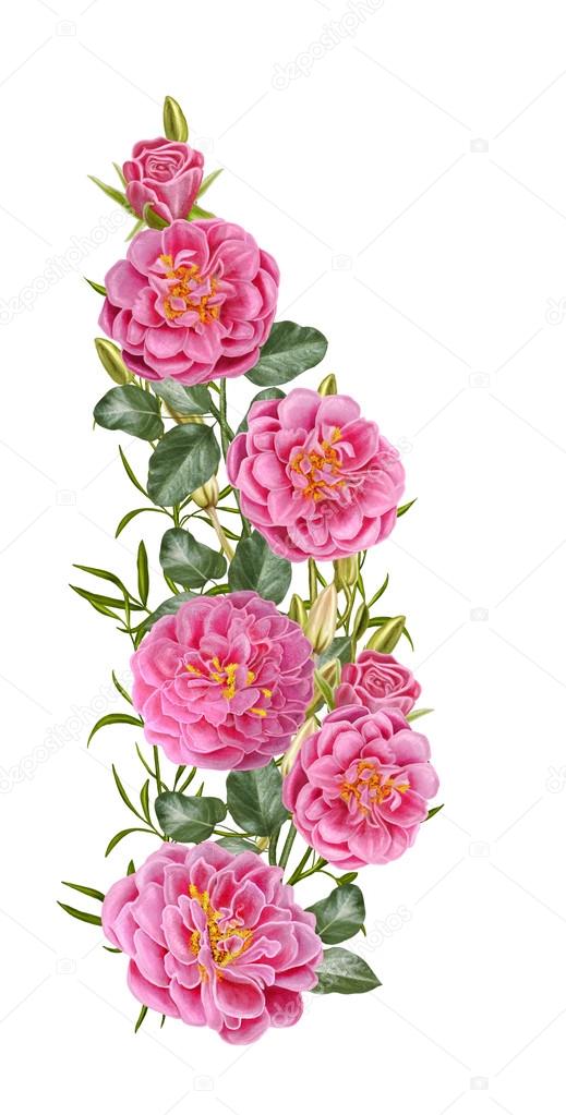composition of pink roses. Isolated on white background. Floral background.
