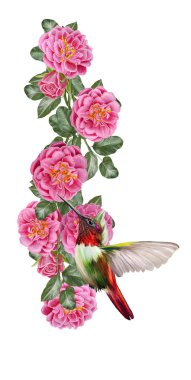 kırmızı gül ve küçük kuş sinek kuşlarının dalı