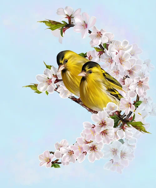 Two little yellow bird on a branch of cherry blossoms. Spring fl — Stock Photo, Image