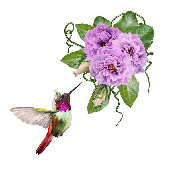 Petit oiseau colibri et une branche de lilas à fleurs, rose, roses violettes. Isolé, fond blanc . — Photo