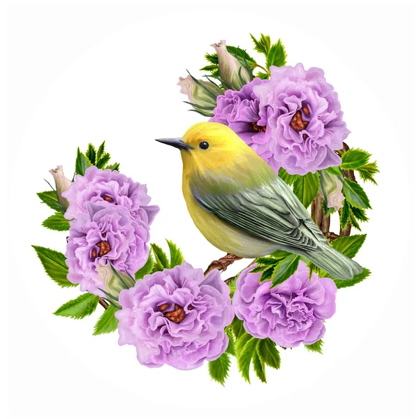 Liten gul fågel sitter på en gren av lila rosor. Floral bakgrund. isolering. Vit bakgrund. — Stockfoto