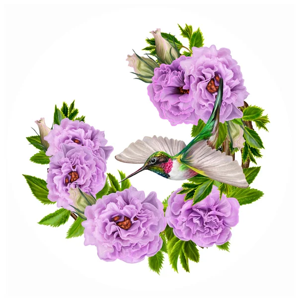 Lilla fågel hummingbird och en gren av blommande lila, rosa, lila rosor i en cirkel. Målning. Rund form. Isolerade, vit bakgrund. — Stockfoto