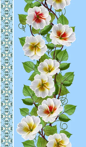Bordo floreale verticale. Schema, senza soluzione di continuità. Ghirlanda di fiori di primule bianche . — Foto Stock