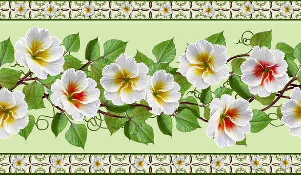 Horizontale bloemen rand. Patroon, naadloos. Bloem Garland van witte bloemen. — Stockfoto