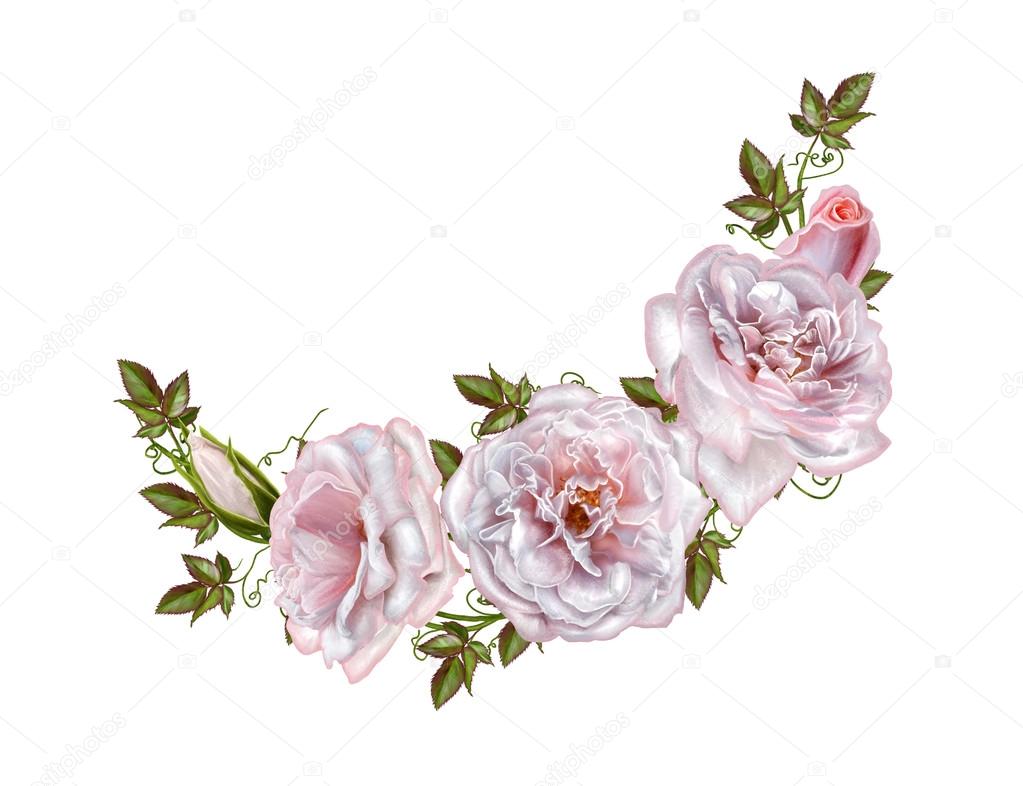 Bouquet of pink and pastel roses. Flower composition. Isolated on white background