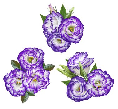 Ayarlamak. Çiçek eustoma mor bir buket kompozisyon. İrlanda gülü, lisianthus. Izole.