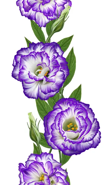 Vzor, bezproblémový. Vertikální květinové ohraničení. složení kytice květin Eustoma fialových. Irská růže, Lisianthus. Izolované. — Stock fotografie