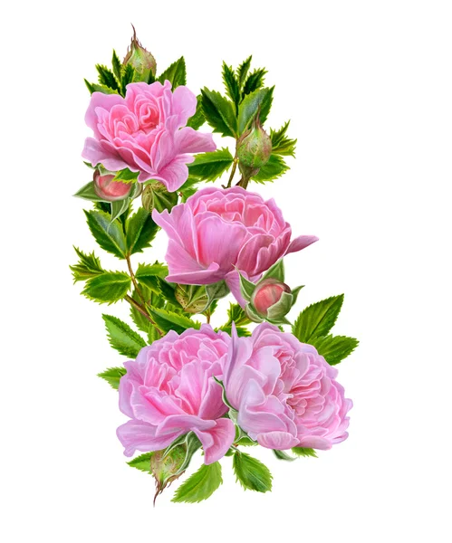 Rama de rosas rosadas florecientes sobre un fondo blanco. Composición floral. Aislado . —  Fotos de Stock