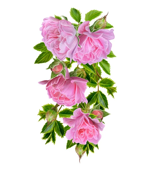 Ветвь цветущих розовых роз на белом фоне. Состав цветов. Isolated . — стоковое фото