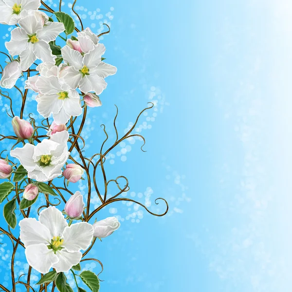 꽃 배경입니다. 흰 사과 나무, 트레이스 직조 가지, 푸른 배경. — 스톡 사진