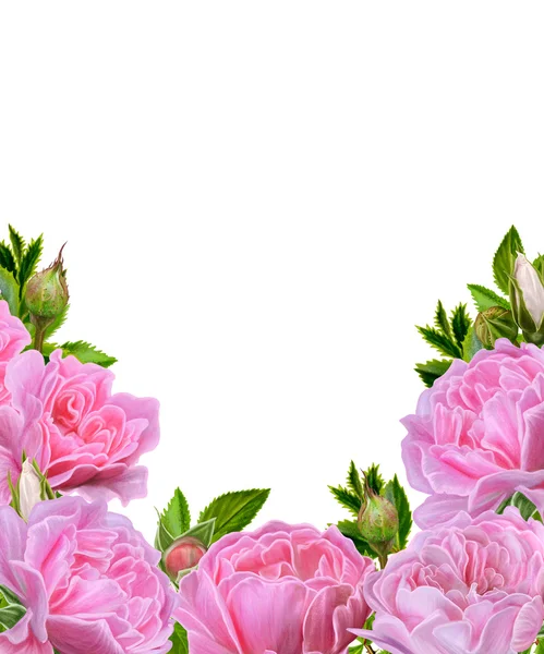 Kompozycja kwiatek. Garland Różowa Róża. Zaproszenie na pocztówkę. Izolowane na białym tle. — Zdjęcie stockowe