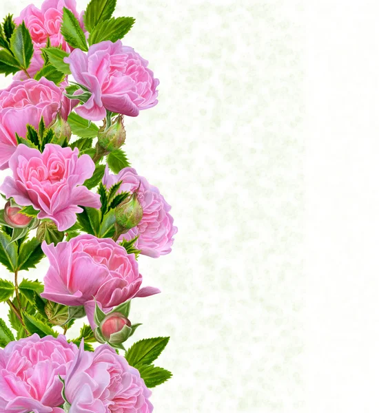 Состав цветов. Розовая гирлянда. Приглашение на открытку. Изолированный на белом фоне . — стоковое фото