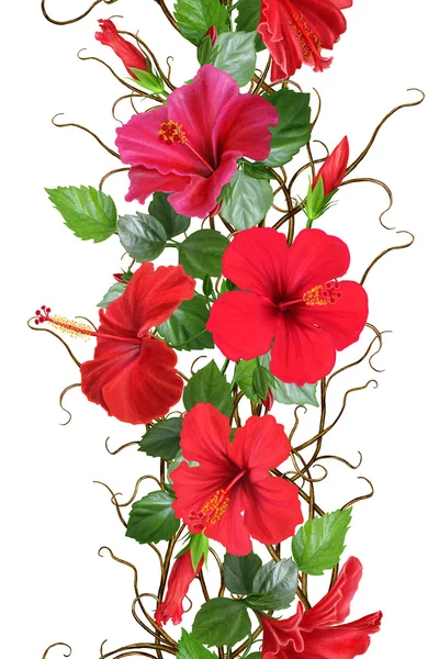 Frontera floral vertical. Patrón, sin costuras. Guirnalda de flores, tejido de ramas delgadas, flores de hibisco tropical rojo. Aislado sobre fondo blanco . — Foto de Stock