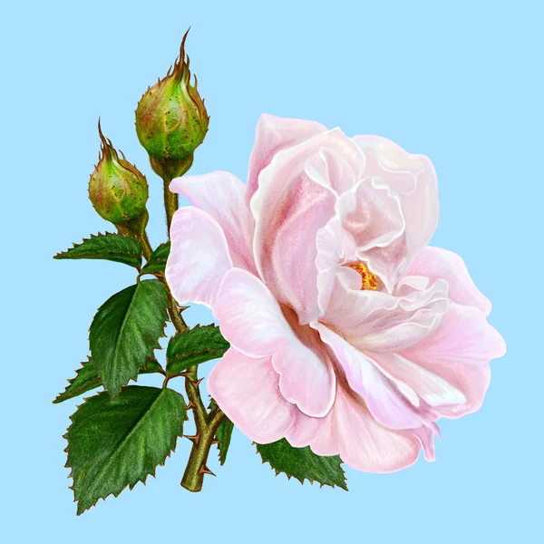 Branch of beautiful pink rose, leaves, buds. Isolated. — Stock Photo, Image