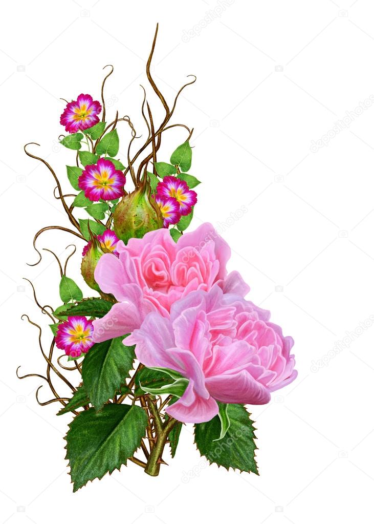 Flower composition. Weaving thin branches of pink rose on a stem, leaves. Vintage, old style, isolated.