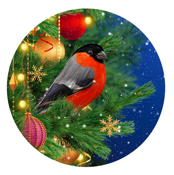 Natal Fundo Festivo Inverno Ano Novo Pássaro Bullfinch Senta Abeto — Fotografia de Stock