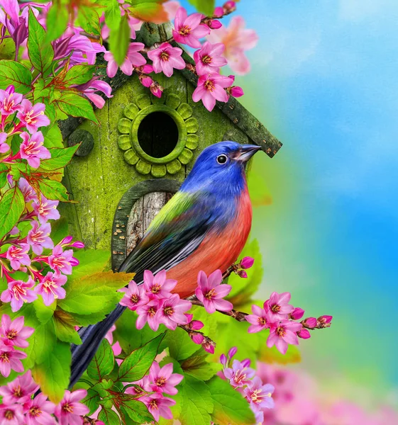 Léto Jaro Barevné Jasné Pozadí Pták Sedí Větvi Kvetoucího Stromu — Stock fotografie