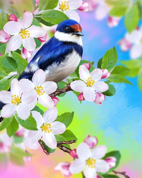 春の晴れた背景 鳥はピンクのリンゴの木の花の枝に座って飲み込む 柔らかい焦点 — ストック写真