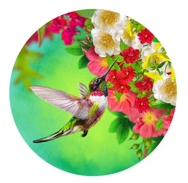 Yaz, bahar, güneşli arka plan, bir sinekkuşu uçar, kırmızı, pembe, beyaz, tropikal çiçekler açan bir ağacın dalları, gökyüzü, daire, yuvarlak şekil