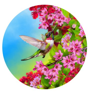 Yaz, bahar, güneşli arka plan, bir sinekkuşu uçar, kırmızı, pembe, beyaz, tropikal çiçekler açan bir ağacın dalları, gökyüzü, daire, yuvarlak şekil