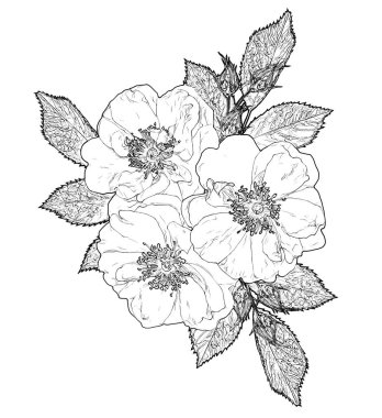 Yaban gülü çiçekleri, gül kalçası, kalem çizimi, çizim, doğrusal sanat, monokrom, çiçek aranjmanı