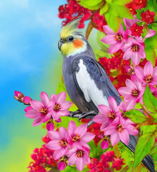 Lato Egzotyczne Tropikalne Tło Szary Papuga Siedzi Gałęzi Kwitnące Różowe — Zdjęcie stockowe