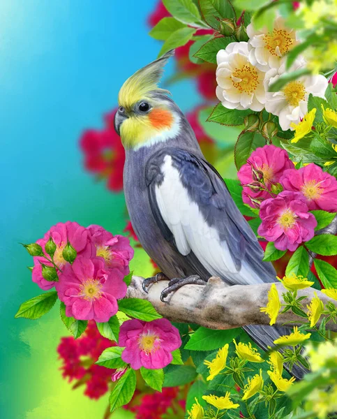 Summer Exotic Tropical Background Gray Parrot Bird Sits Branch Blooming — Stock Photo, Image