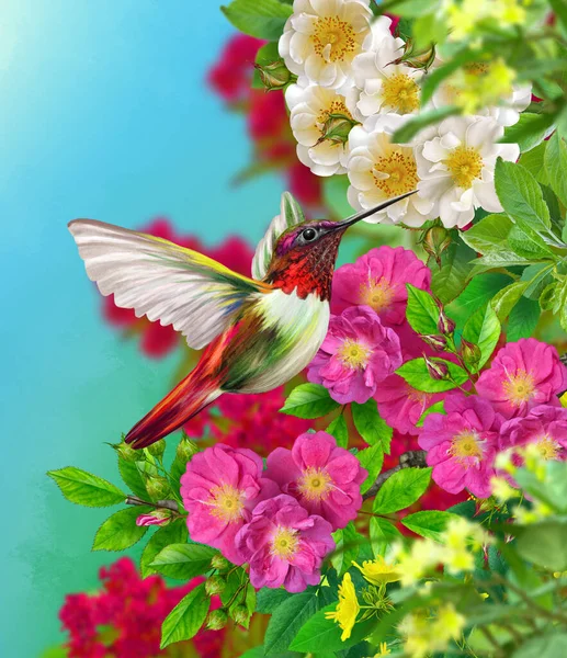 Léto Jaro Jasné Slunečné Pozadí Kolibřík Létá Větve Stromu Kvetoucí — Stock fotografie