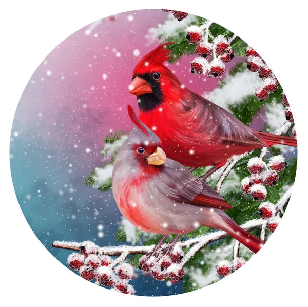 Christmas New Year Winter Festive Background Two Bird Cardinal Sit — Stock Photo, Image
