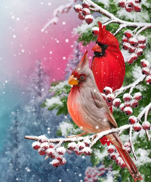 Winterlicher Weihnachtshintergrund Zwei Vogelkardinäle Sitzen Auf Einem Schneebedeckten Zweig Schneefall — Stockfoto