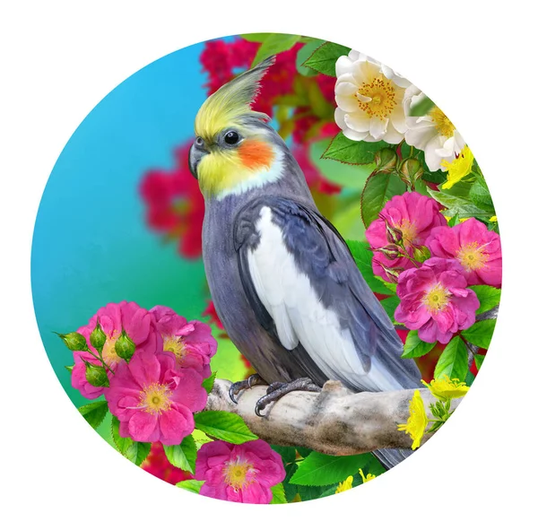 Летний Экзотический Зеленый Фон Сидящая Ветке Птица Попугай Цветущие Розовые — стоковое фото