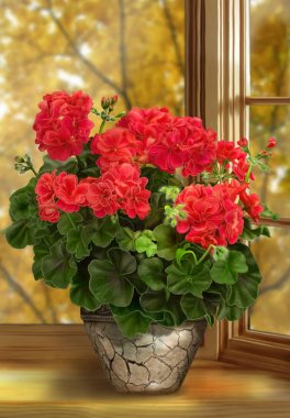Geraniums in the window clipart