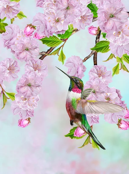 작은 새 벌 새는 벚꽃의 배경. — 스톡 사진