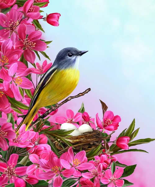 Çiçekli Kırmızı cennet elması ve arka plan üzerinde yuva yakınındaki küçük sarı kuş