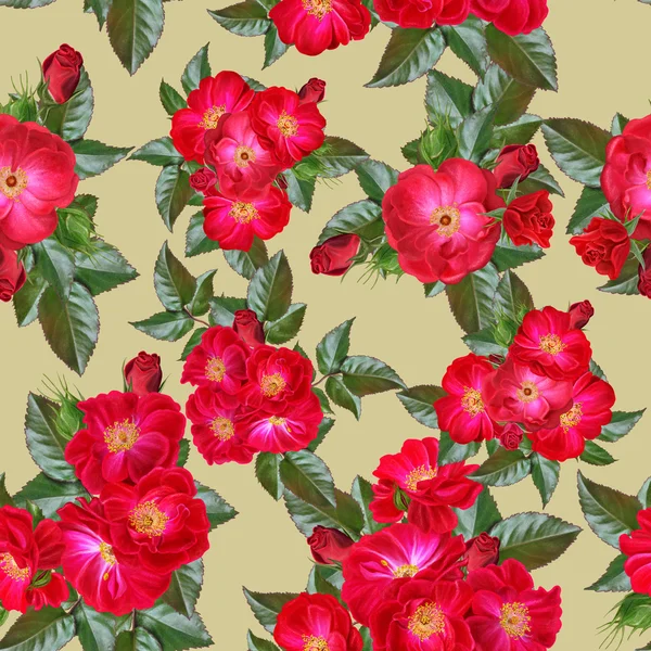 Візерунок червоних квітів троянд — стокове фото