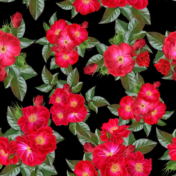 Patrón de flores rojas rosas — Foto de Stock