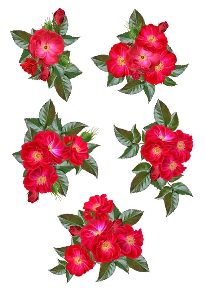 Conjunto de composições de flores rosas vermelhas e folhas verdes — Fotografia de Stock
