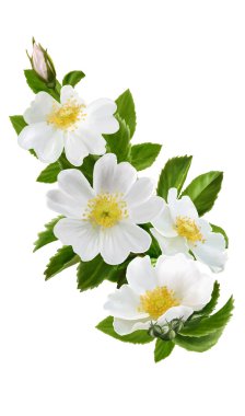 Şube beyaz yabani gül