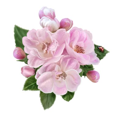 Şube pembe elma çiçeği