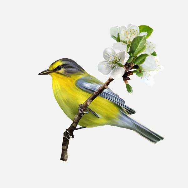Liten gul fågel på en gren av körsbär blommar — Stock vektor