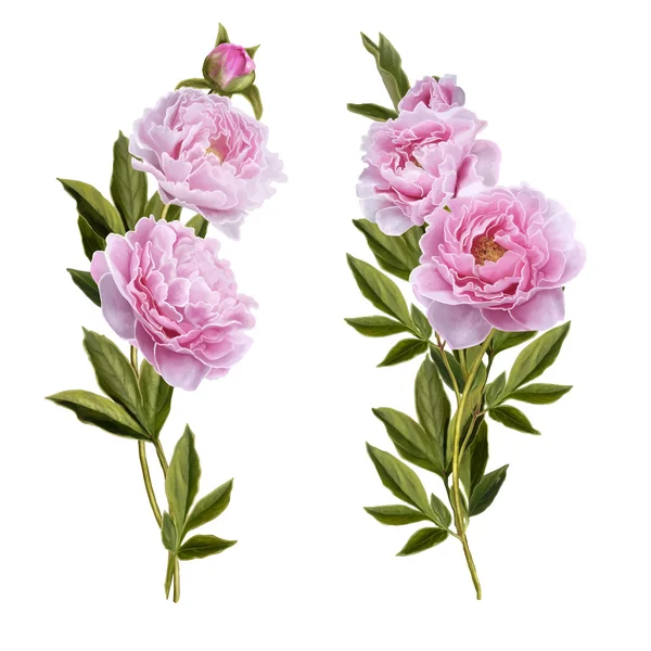Beyaz bir arka plan üzerinde pembe peonies demetleri